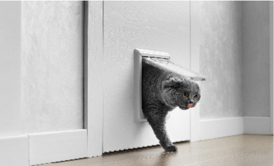 専用のドアから猫が顔と体半分が出ています